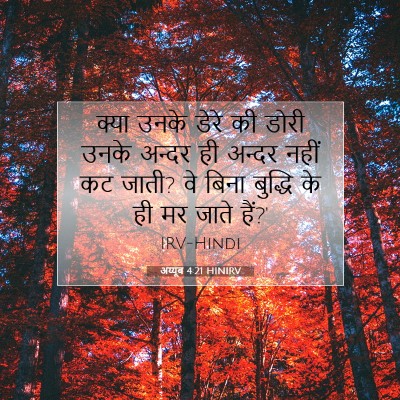 अय्यूब 4:21 बाइबल आयत की व्याख्या