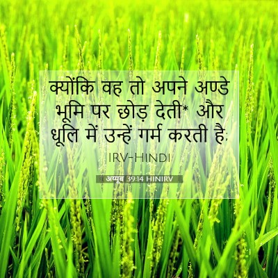 अय्यूब 39:14 बाइबल आयत की व्याख्या