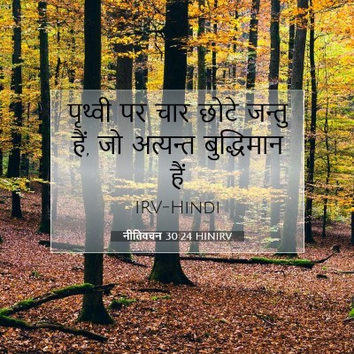 नीतिवचन 30:24 बाइबल आयत की व्याख्या
