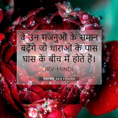 यशायाह 44:4 बाइबल आयत की व्याख्या