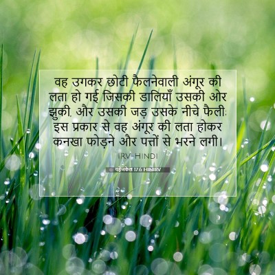 यहेजकेल 17:6 बाइबल आयत की व्याख्या
