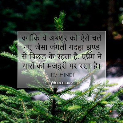 होशे 8:9 बाइबल आयत की व्याख्या